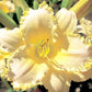 Ruffled Pastel Cheers - Daylily