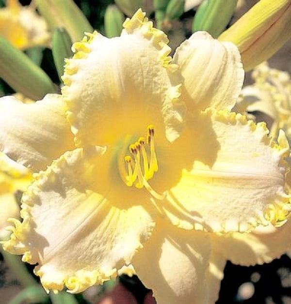 Ruffled Pastel Cheers - Daylily