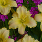 Ruffled Pastel Cheers - Daylily