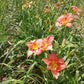 Scottish Fantasy - Daylily