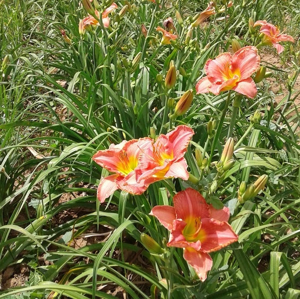 Scottish Fantasy - Daylily