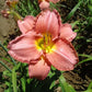 Scottish Fantasy - Daylily