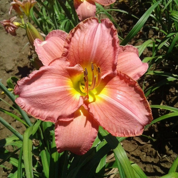 Scottish Fantasy - Daylily