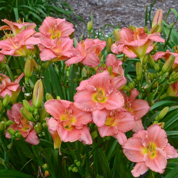 Scottish Fantasy - Daylily