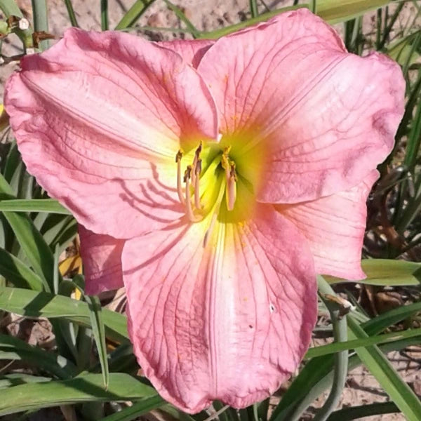 Selma Rose - Daylily