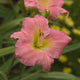 Selma Rose - Daylily