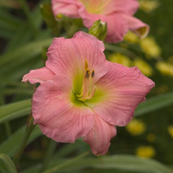 Selma Rose - Daylily