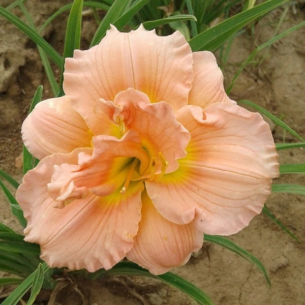 Siloam Double Classic - Daylily