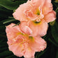 Siloam Double Classic - Daylily