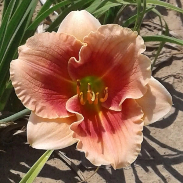 Siloam Drummer Boy - Daylily