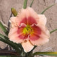 Siloam Drummer Boy - Daylily