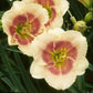 Siloam Drummer Boy - Daylily