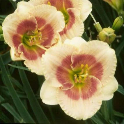 Siloam Drummer Boy - Daylily