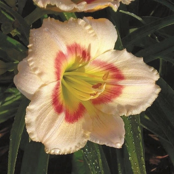 Siloam Ethel Smith - Daylily