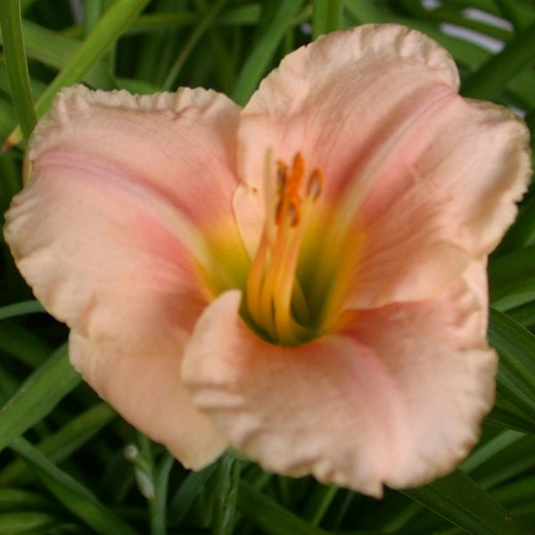 Siloam Queens Toy - Daylily