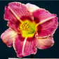 Sky City Daylily - Heritage Collection