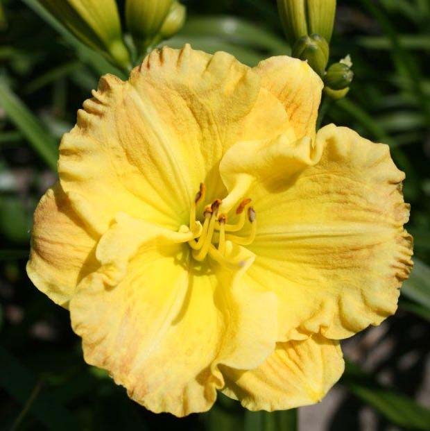 Sun-Kissed Yellow Daylily Bundle - Save $40