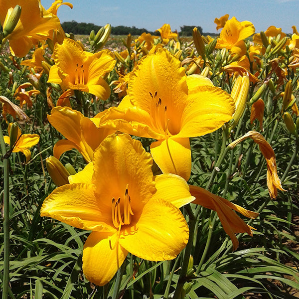 Spellbinder Daylily