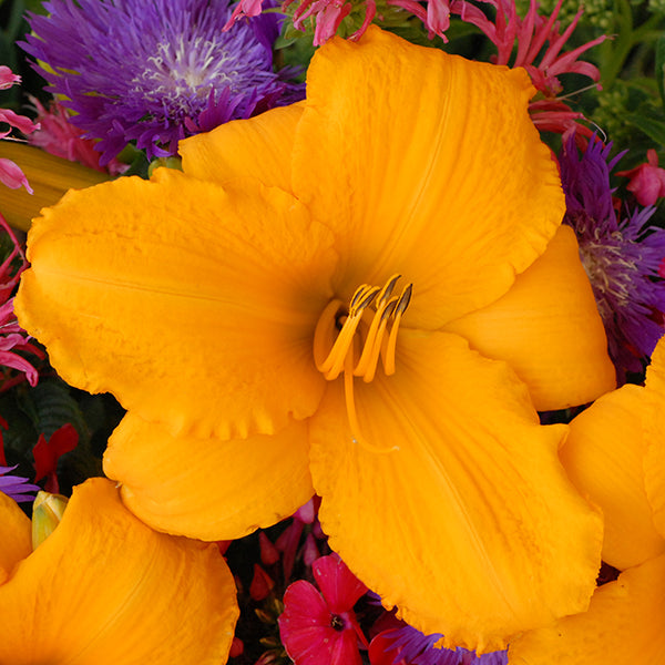 Spellbinder Daylily