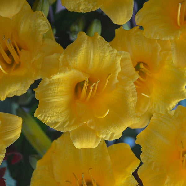 Queen of the Daylilies Collection