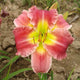 Stolen Treasure - Daylily