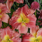 Stolen Treasure - Daylily