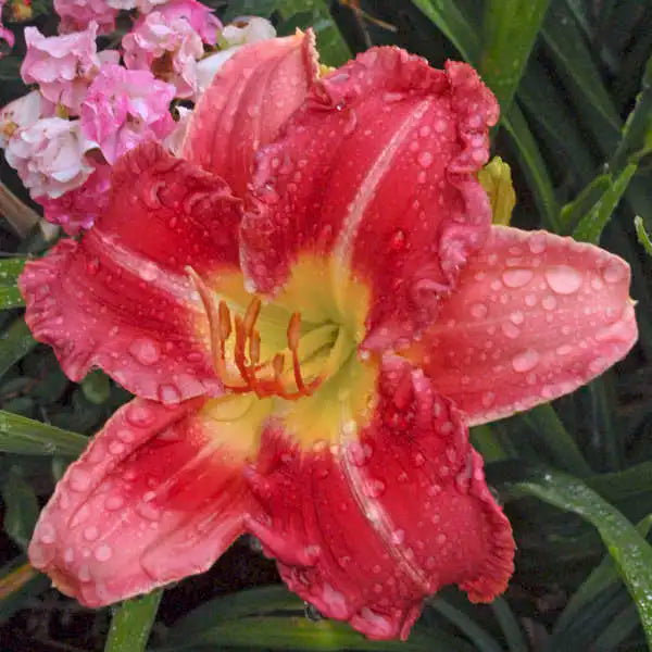 Stolen Treasure - Daylily