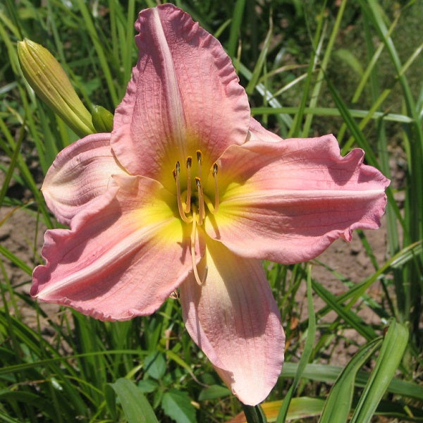 Strawberry Kiss Premium Daylily - Heritage Collection