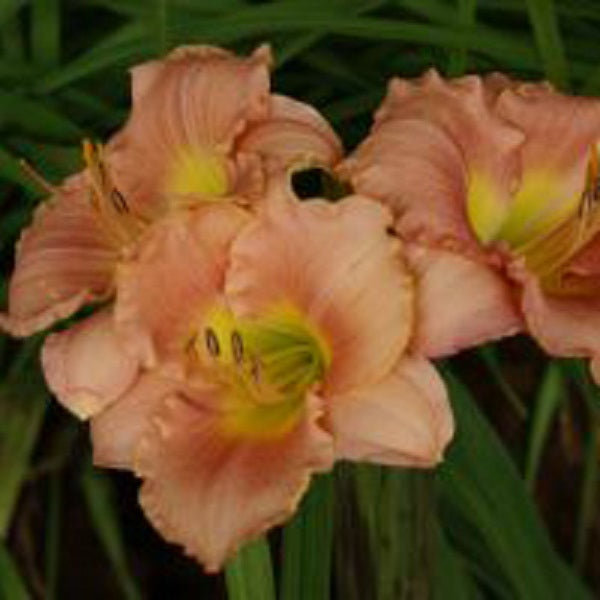 Subtle Message - Daylily