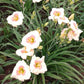 Summer Blush - Daylily