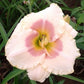 Summer Blush - Daylily