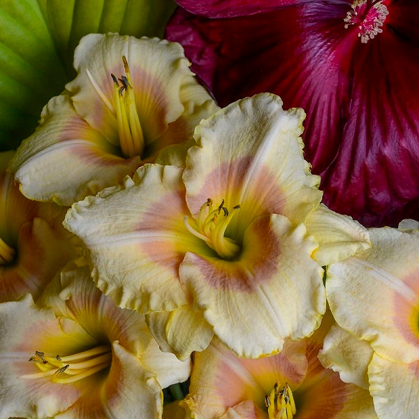 Summer Blush - Daylily