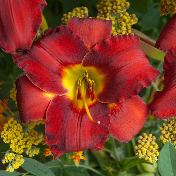 Sun Dried Tomatoes - Daylily