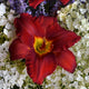 Sun Dried Tomatoes - Daylily