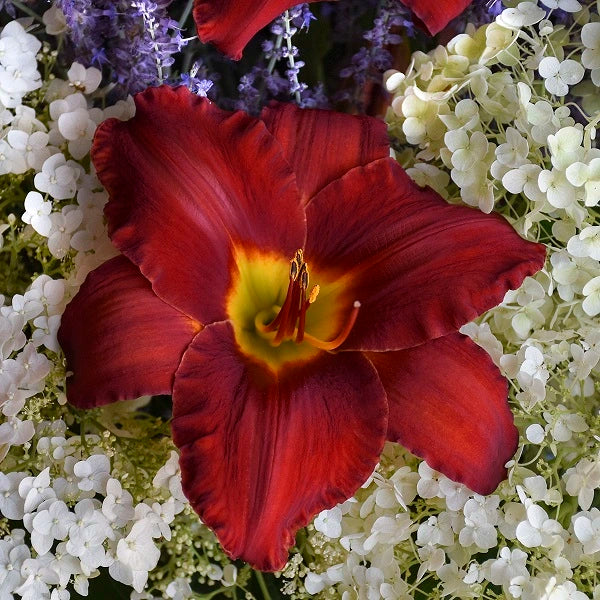 Sun Dried Tomatoes - Daylily