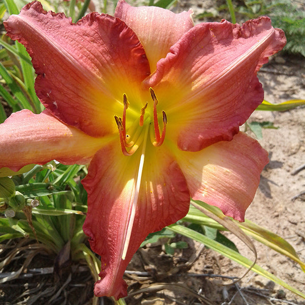 Sunset Rouge Daylily