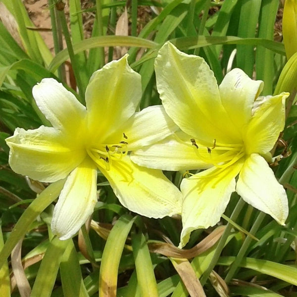 Suzie Wong Daylily