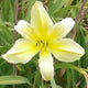 Suzie Wong Daylily