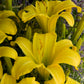 The Jury's Out - Daylily