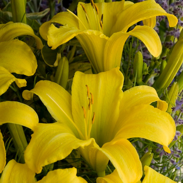 The Jury's Out - Daylily