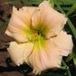 Peachalicious Daylily Bundle - Save $40