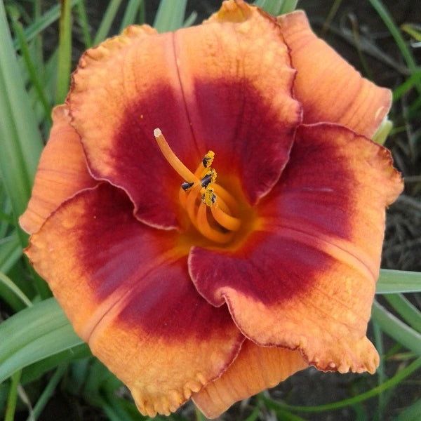 Tiger Kitten Daylily