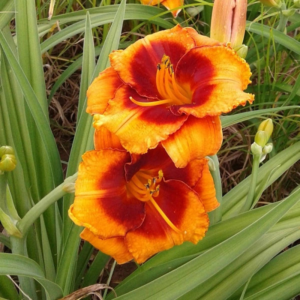 Tiger Kitten Daylily