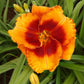 Tiger Kitten Daylily