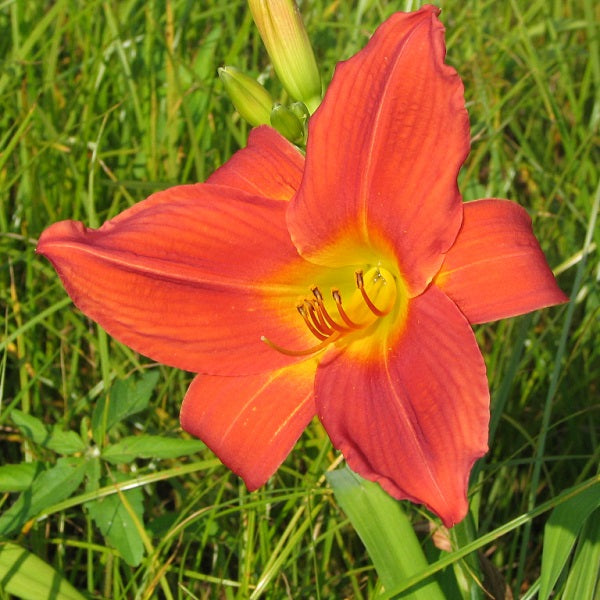 Tijuana Premium Daylily - Heritage Collection