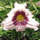 Wahpeton Wish Daylily- Heritage Collection