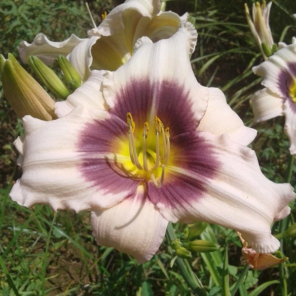 Wahpeton Wish - Daylily