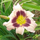 Wahpeton Wish Daylily