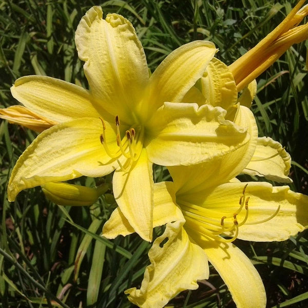 Whir of Lace - Daylily