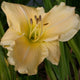 Wild Mountain Honey - Daylily